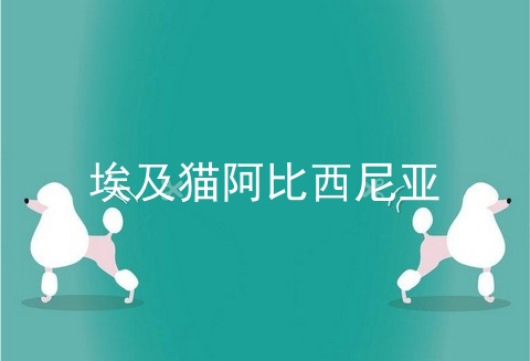 埃及猫阿比西尼亚