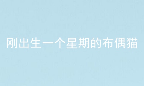 刚出生一个星期的布偶猫