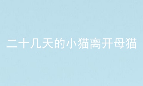 二十几天的小猫离开母猫