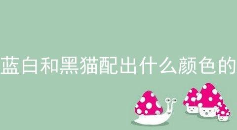 蓝白和黑猫配出什么颜色的
