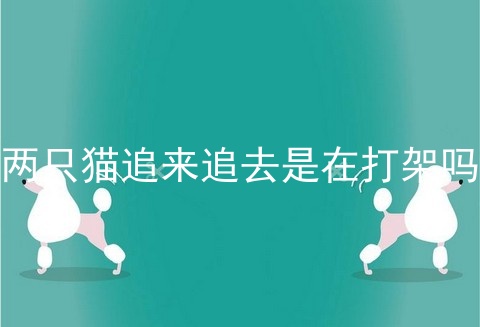 两只猫追来追去是在打架吗