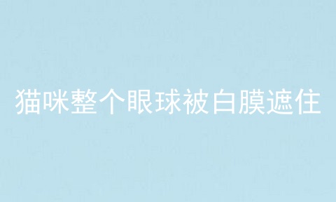 猫咪整个眼球被白膜遮住