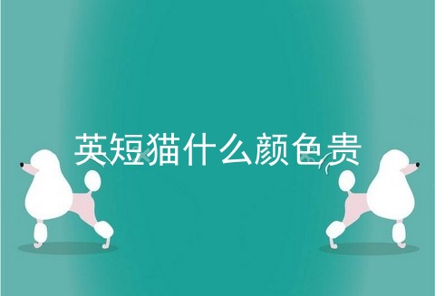 英短猫什么颜色贵