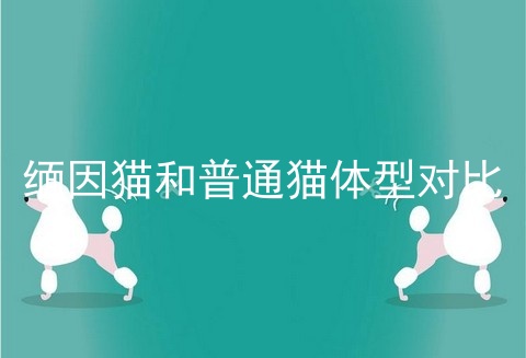 缅因猫和普通猫体型对比