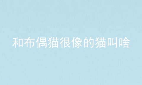 和布偶猫很像的猫叫啥