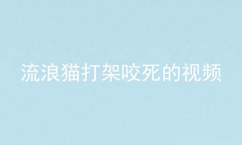 流浪猫打架咬死的视频