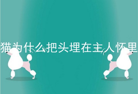 猫为什么把头埋在主人怀里