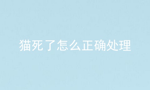 猫死了怎么正确处理