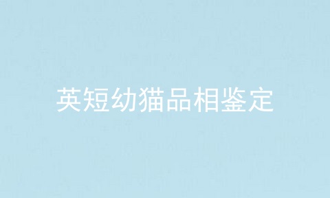 英短幼猫品相鉴定