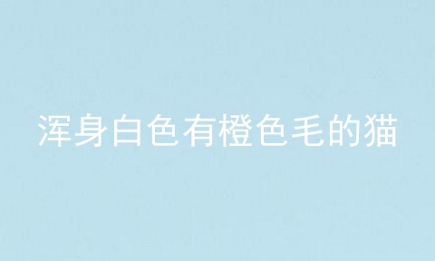浑身白色有橙色毛的猫