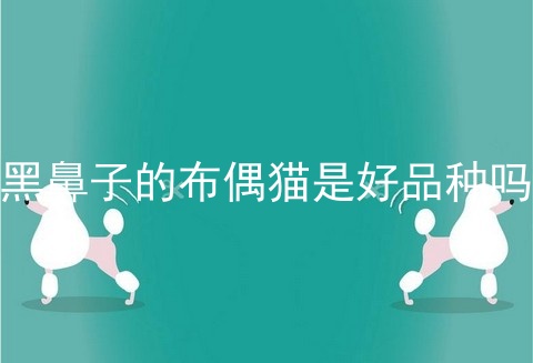 黑鼻子的布偶猫是好品种吗