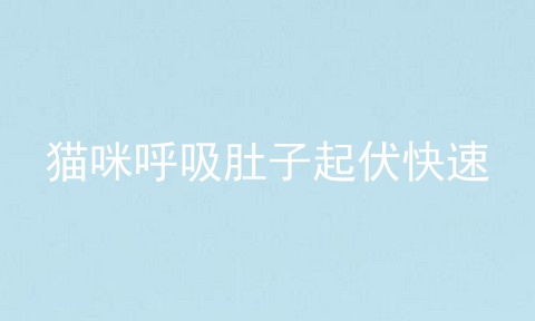 猫咪呼吸肚子起伏快速