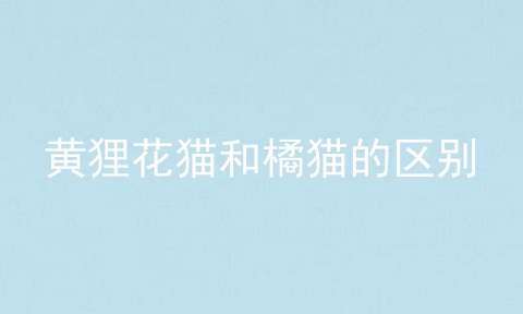 黄狸花猫和橘猫的区别