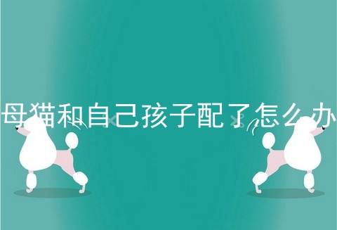母猫和自己孩子配了怎么办