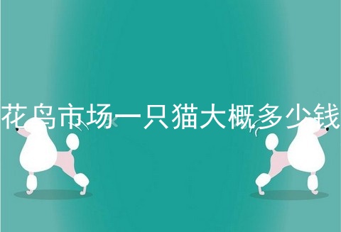 花鸟市场一只猫大概多少钱