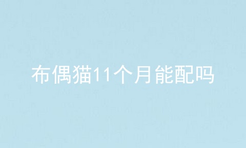 布偶猫11个月能配吗