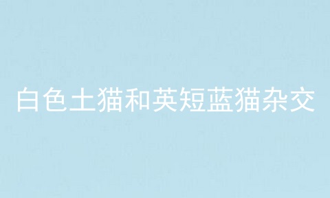 白色土猫和英短蓝猫杂交