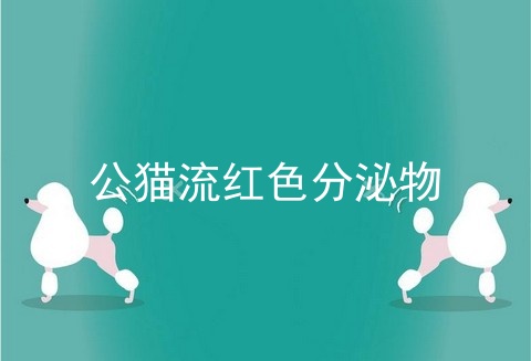 公猫流红色分泌物