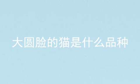 大圆脸的猫是什么品种