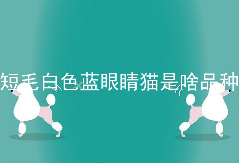 短毛白色蓝眼睛猫是啥品种