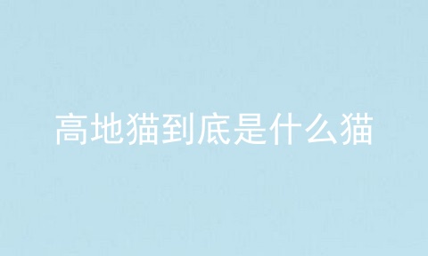 高地猫到底是什么猫