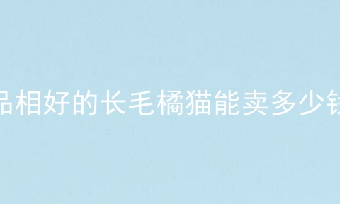品相好的长毛橘猫能卖多少钱