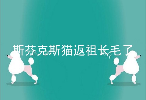 斯芬克斯猫返祖长毛了