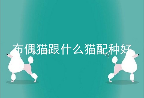 布偶猫跟什么猫配种好