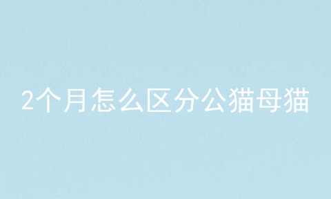 2个月怎么区分公猫母猫