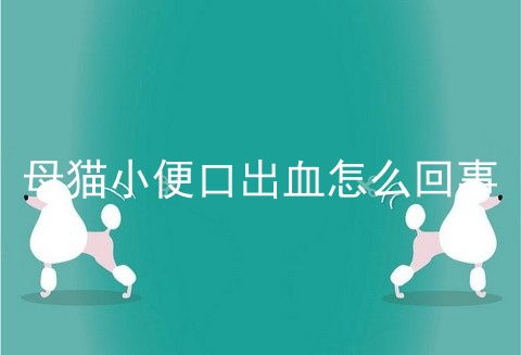 母猫小便口出血怎么回事