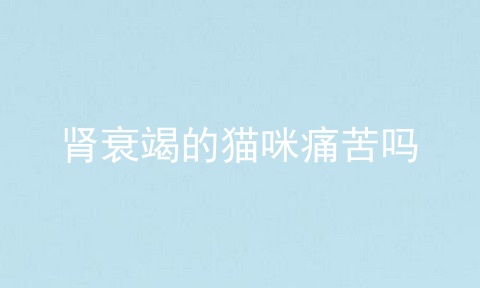 肾衰竭的猫咪痛苦吗
