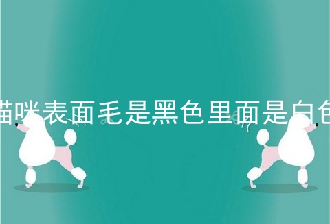 猫咪表面毛是黑色里面是白色