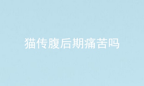 猫传腹后期痛苦吗