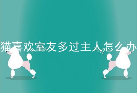 猫喜欢室友多过主人怎么办