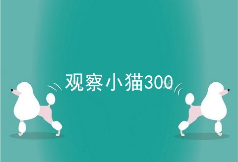 观察小猫300