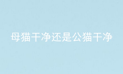 母猫干净还是公猫干净