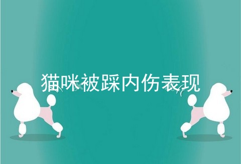猫咪被踩内伤表现