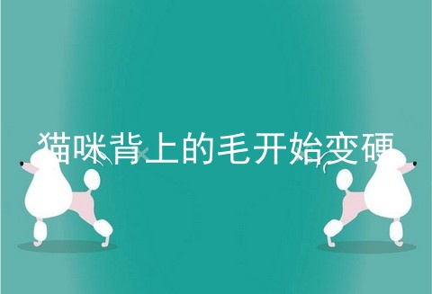 猫咪背上的毛开始变硬