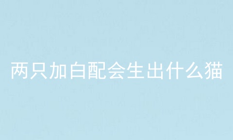 两只加白配会生出什么猫
