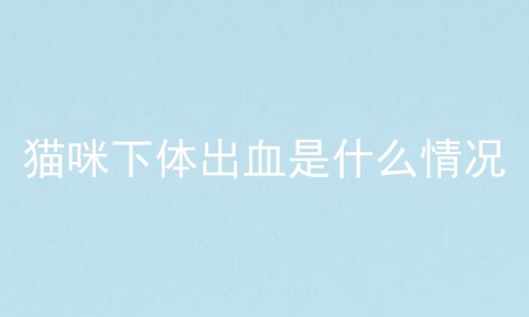 猫咪下体出血是什么情况