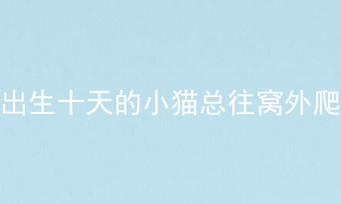 出生十天的小猫总往窝外爬