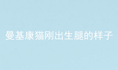 曼基康猫刚出生腿的样子