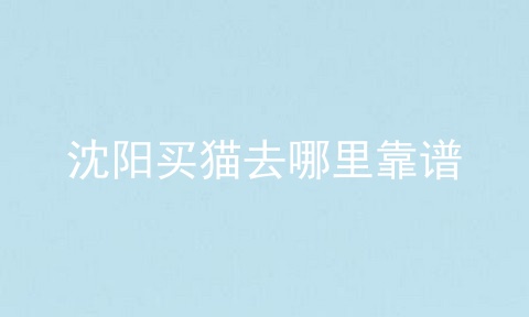 沈阳买猫去哪里靠谱