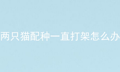 两只猫配种一直打架怎么办