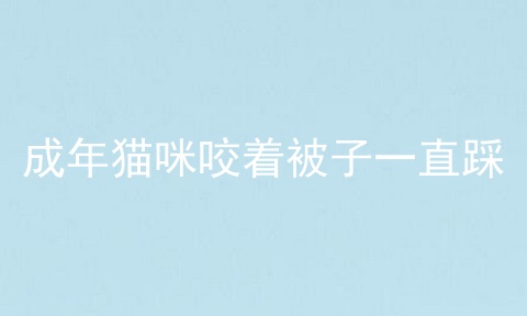 成年猫咪咬着被子一直踩