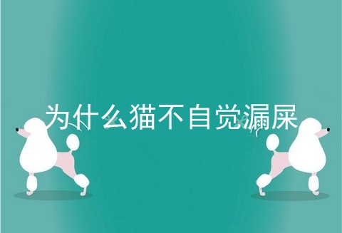 为什么猫不自觉漏屎