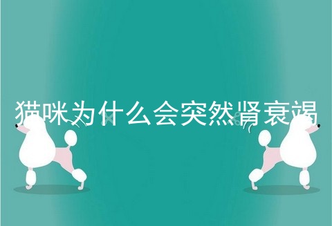猫咪为什么会突然肾衰竭