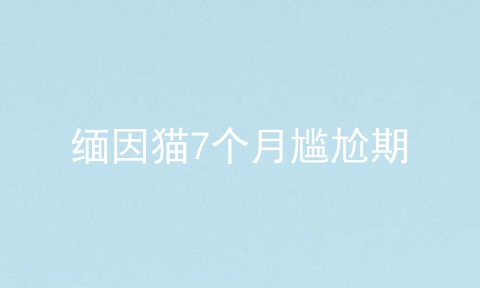 缅因猫7个月尴尬期