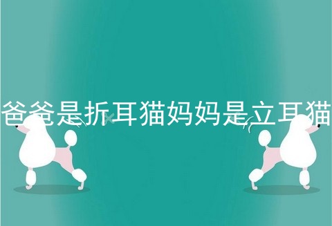 爸爸是折耳猫妈妈是立耳猫