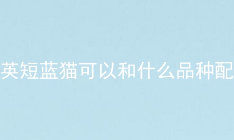 英短蓝猫可以和什么品种配